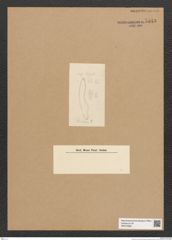 Diatomeae indet. Zeichnungen Sammlung Grunow Nr. 5543 (NHMW-BOT-W0373998)